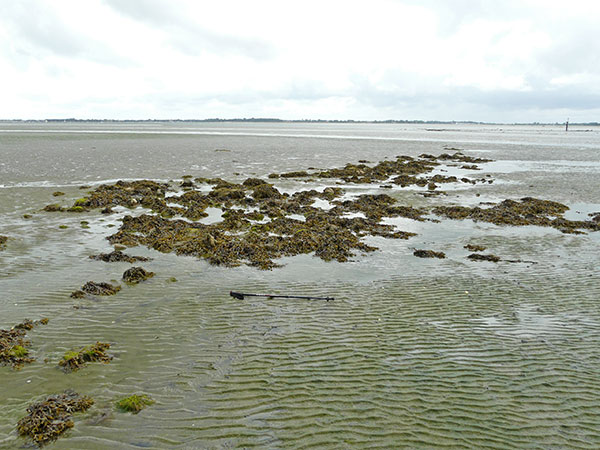 West Sussex Local Geological Sites - Chichester Harbour - Longmere Point