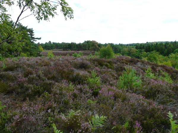 West Sussex Local Geological Sites - Ambersham Common
