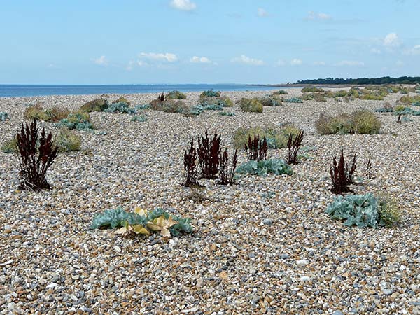 West Sussex Local Geological Sites - Climping Sand Dune System