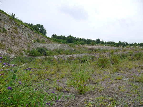 West Sussex Local Geological Sites - Washington Chalk Pit
