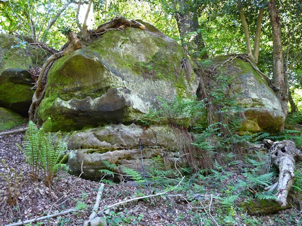 West Sussex Local Geological Sites - Cow Wood