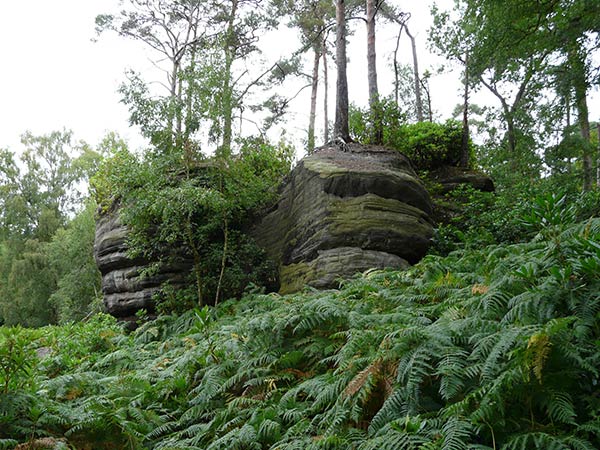 West Sussex Local Geological Sites - Chiddingly Woods