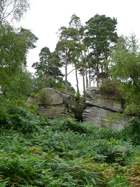 West Sussex Local Geological Sites - Chiddingly Woods