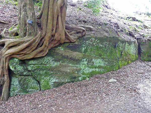 West Sussex Local Geological Sites - Rock Walk, Wakehurst Place