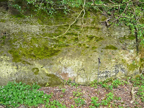 West Sussex Local Geological Sites - Turners Hill Road Cutting