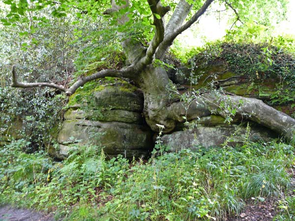 East Sussex Local Geological Sites - Rocks Park