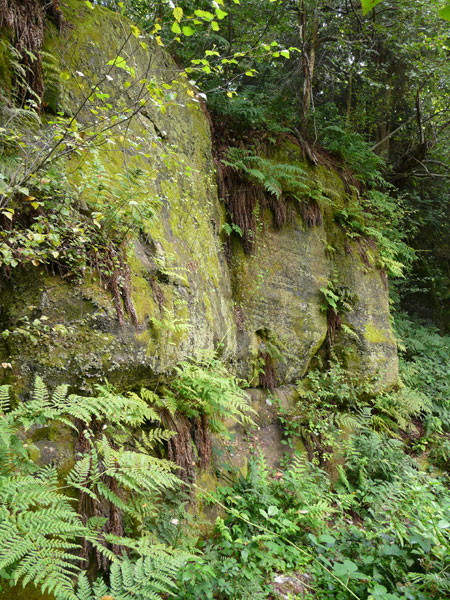 Eridge Rocks - vegetated sandstone cliffs 