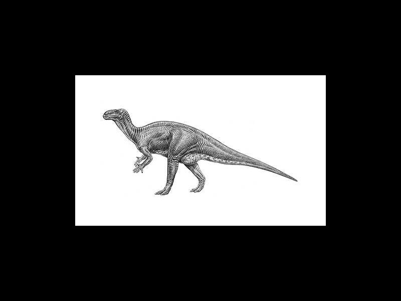 IguanodonSketch.jpg